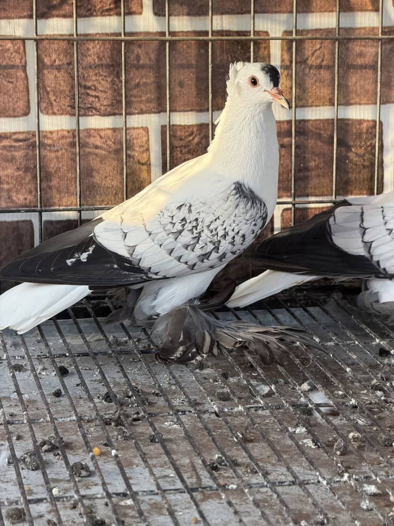 Cherry Swallow Pair 8