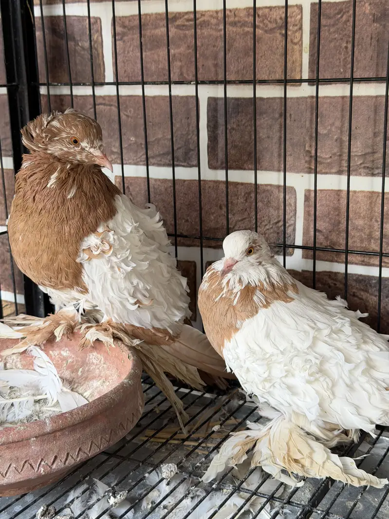 Cherry Swallow Pair — photo 12