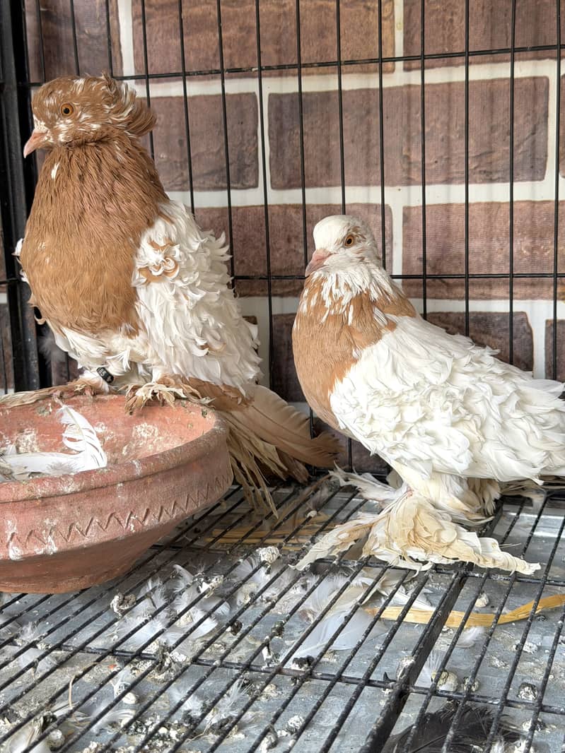 Cherry Swallow Pair 14