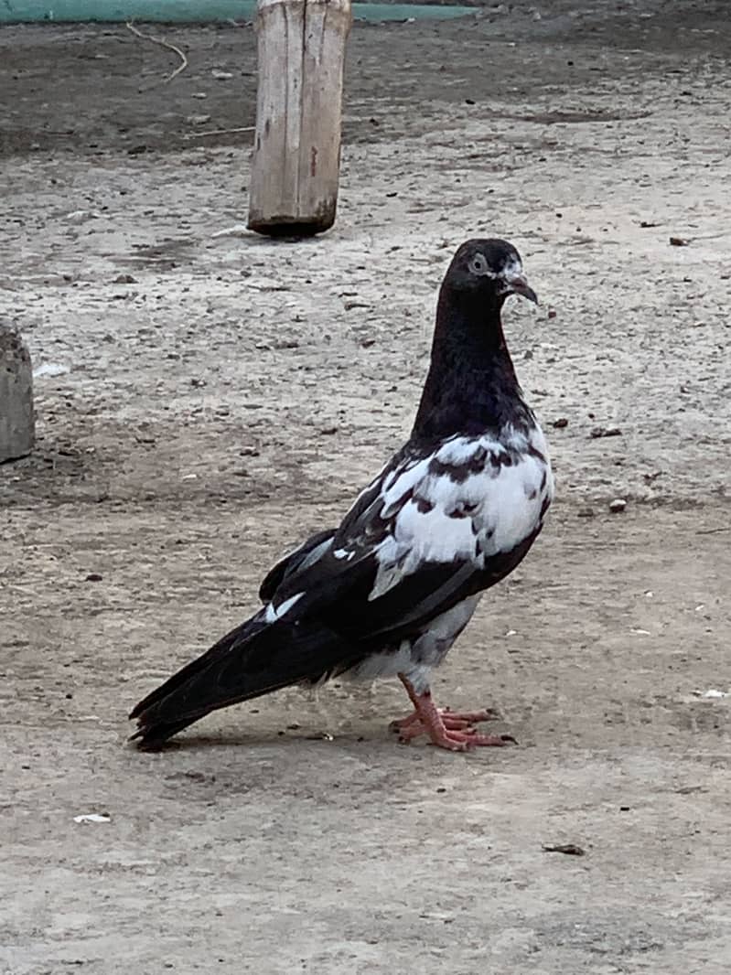 Cherry Swallow Pair 19