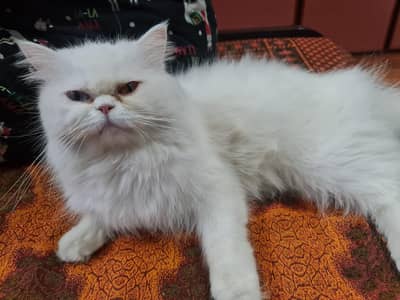 Persian stud male