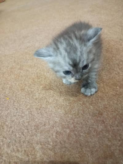 Persian kitten for sale