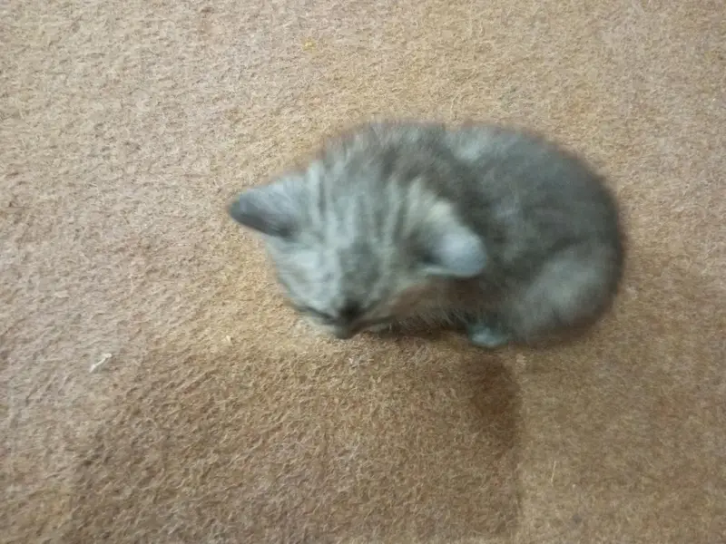 Persian kitten for sale — photo 2