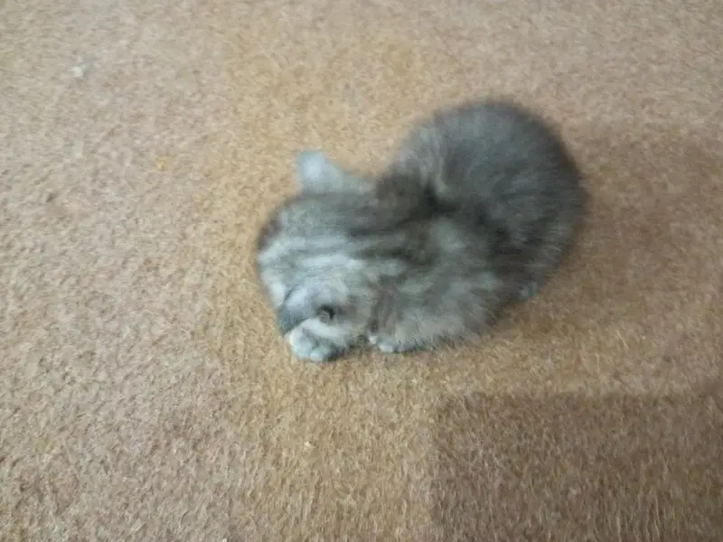 Persian kitten for sale — photo 3