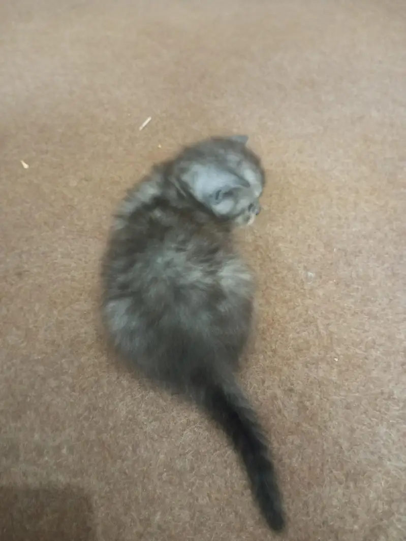 Persian kitten for sale — photo 4