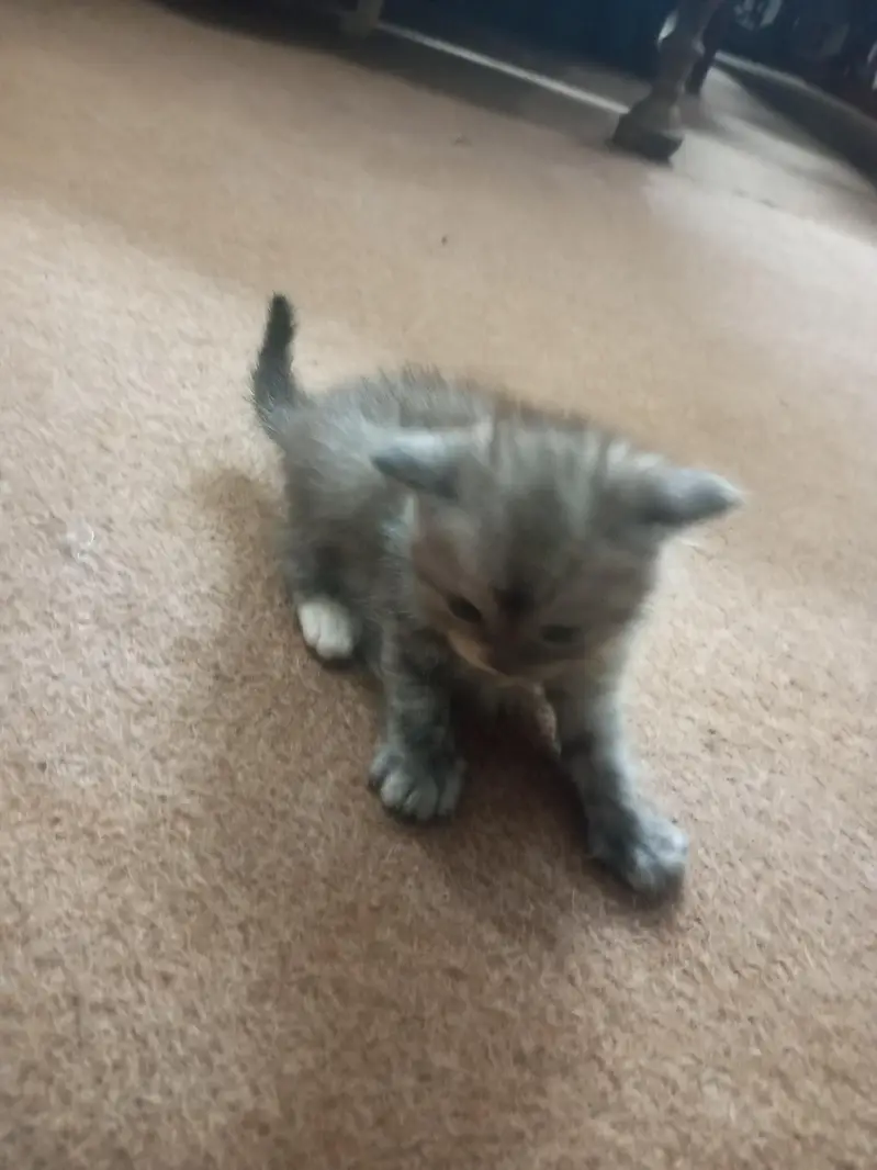 Persian kitten for sale — photo 5