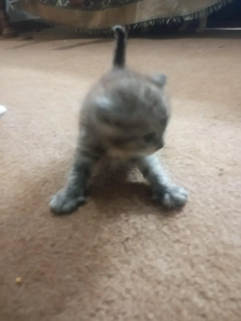 Persian kitten for sale — photo 6