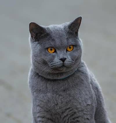 British Cat hai