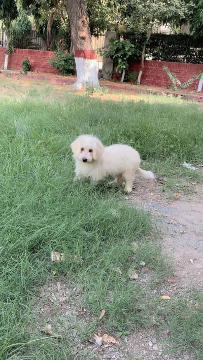 Maltese breed dog
