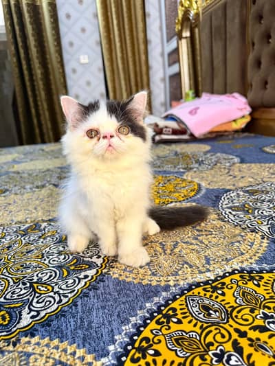 CFA bloodline kitten