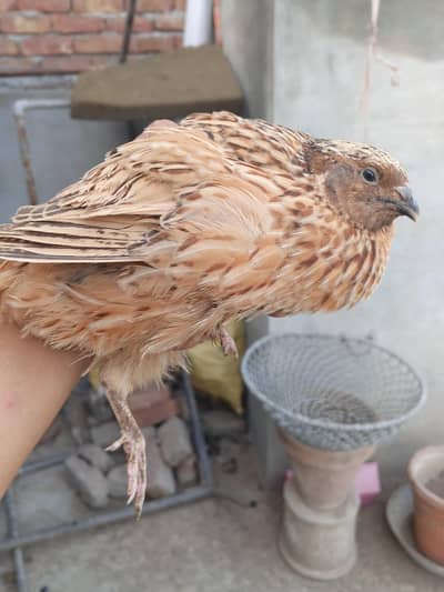 jumbo quail and button quails pair