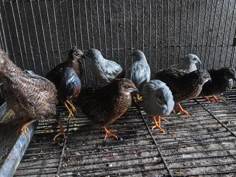jumbo quail and button quails pair — photo 3