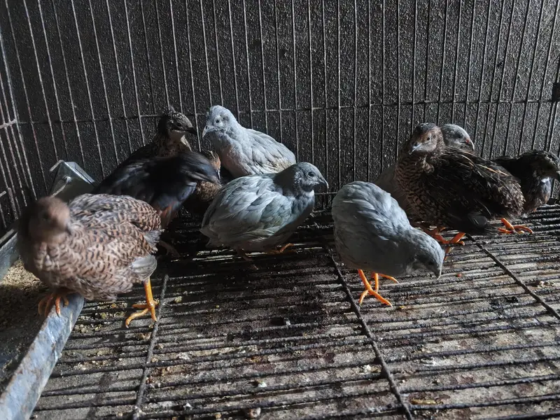 jumbo quail and button quails pair — photo 4