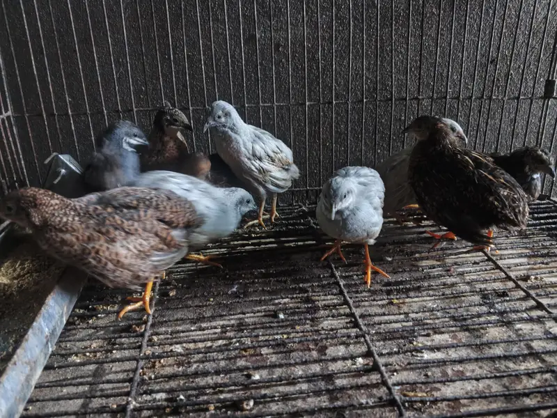 jumbo quail and button quails pair — photo 5
