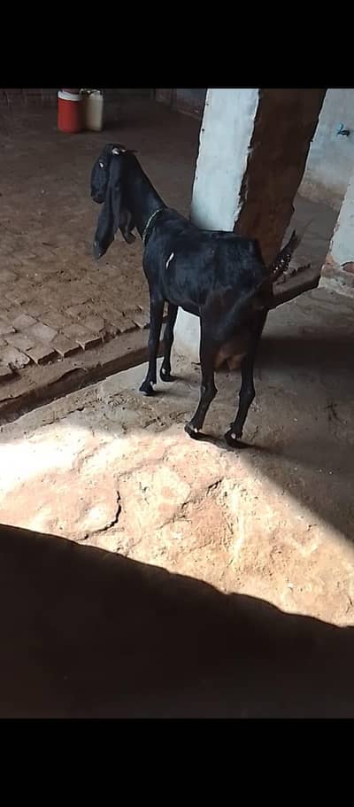 Desi bakri for sale
