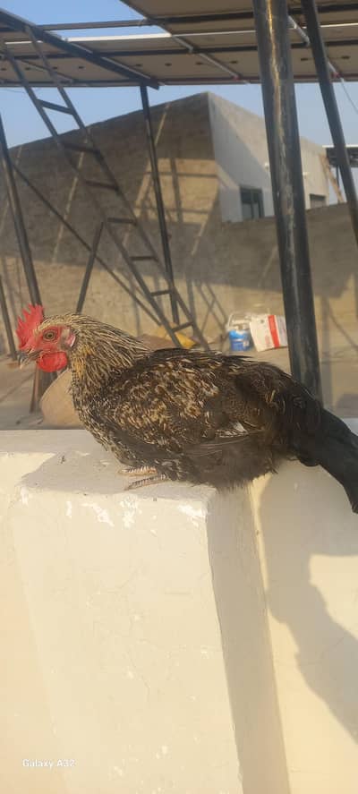 Striking Desi Rooster (Tettar Nasal) - Active & Healthy - Multan