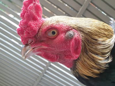 Aseel Cross Breeder Rooster for sale.