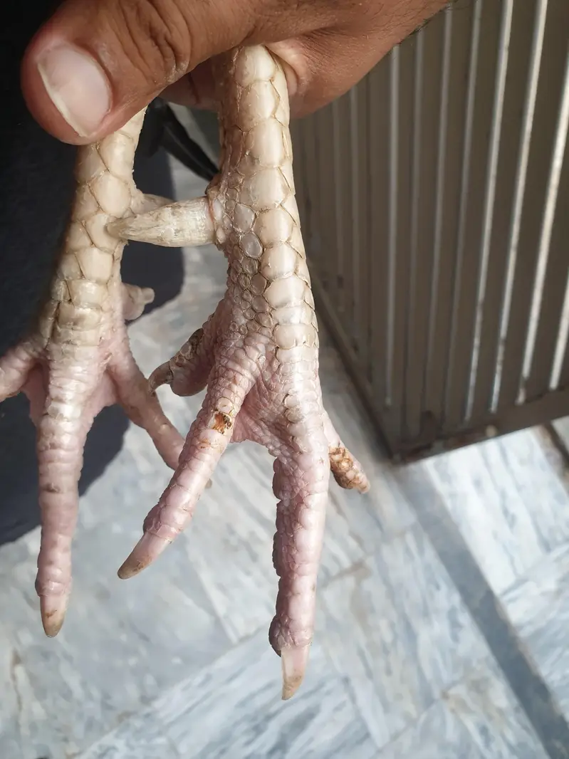 Aseel Cross Breeder Rooster for sale. — photo 2