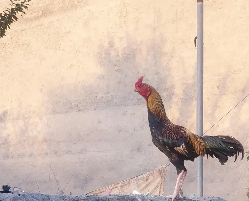 Aseel Cross Breeder Rooster for sale. — photo 3