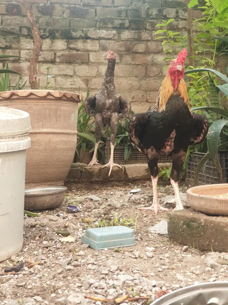 Aseel Cross Breeder Rooster for sale. — photo 4