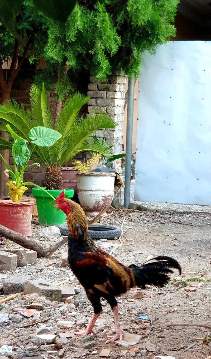 Aseel Cross Breeder Rooster for sale. — photo 5