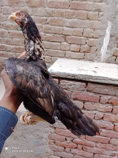 Ali Raza farm house