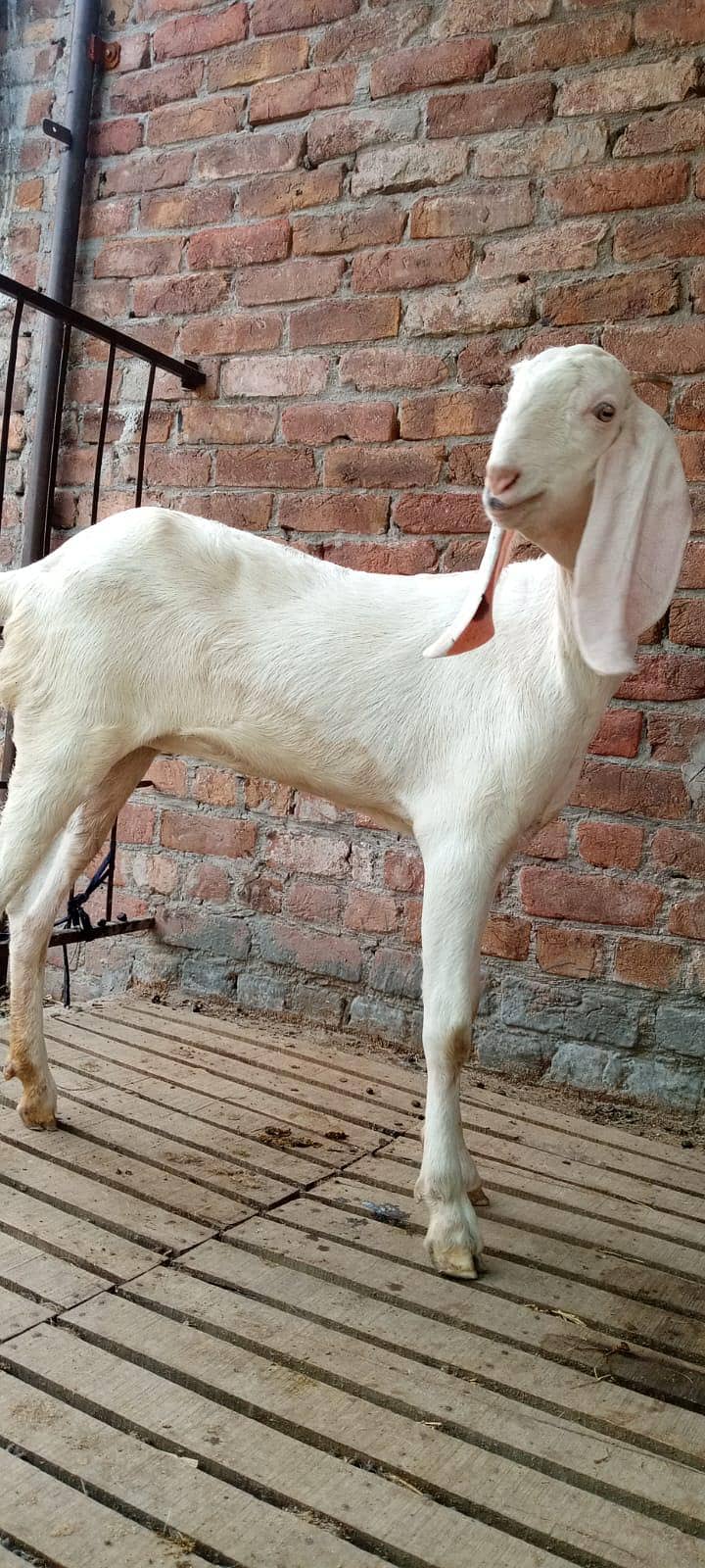 rajnipuri path 0