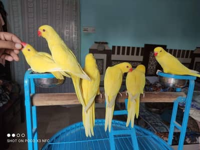 yellow parrot pathy