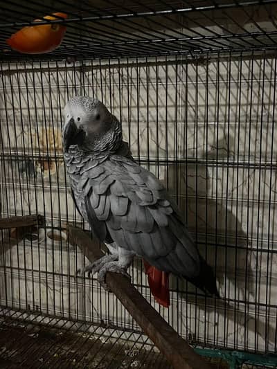 Africa gray parrot