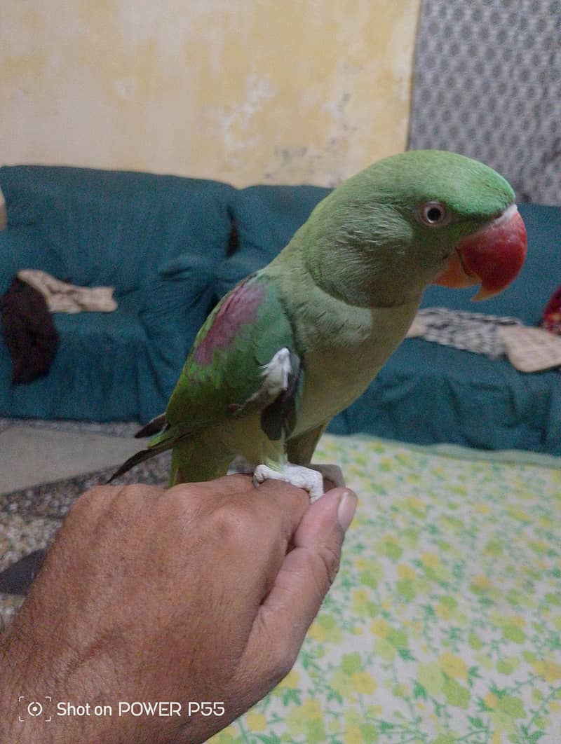 rawparrot 0