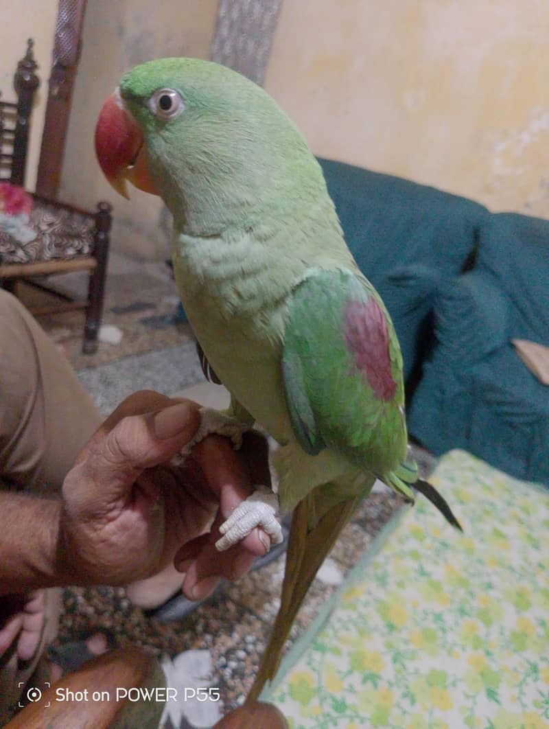 rawparrot 1