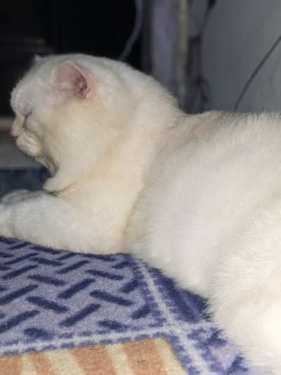 Male Cat