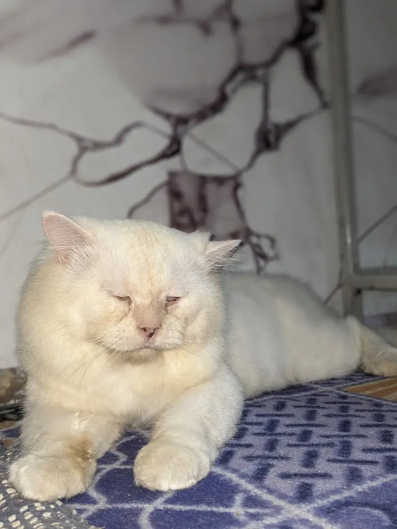 Male Cat — photo 2