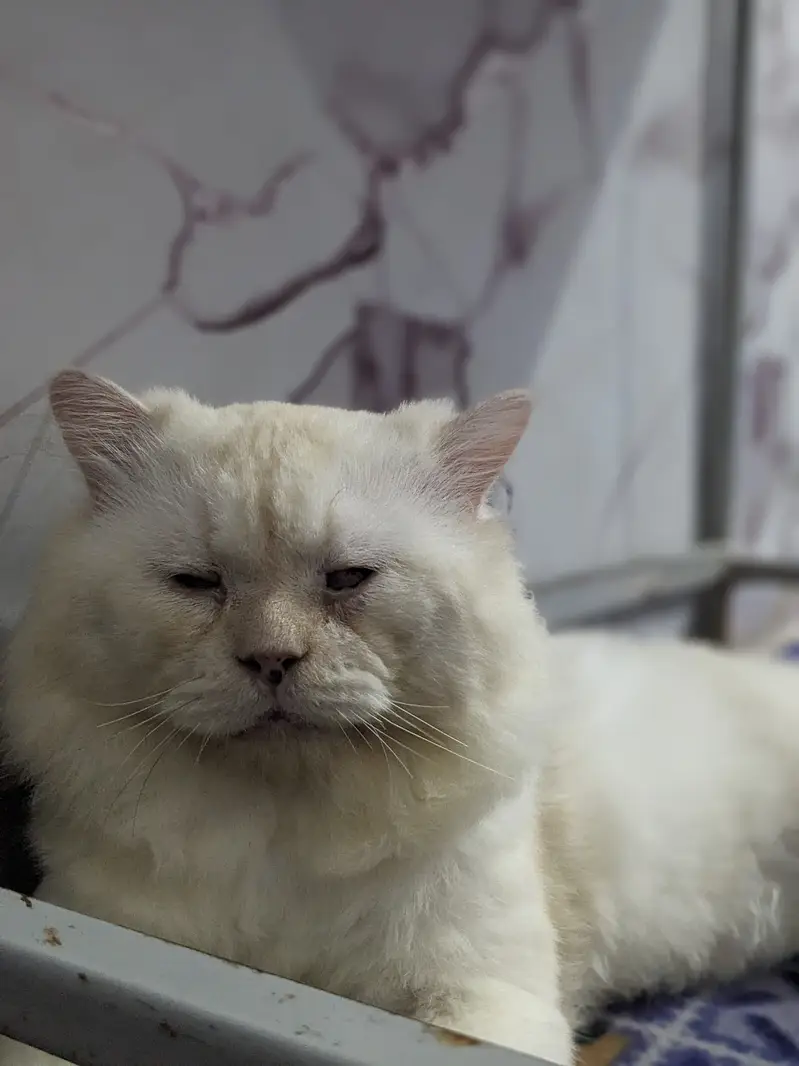 Male Cat — photo 3