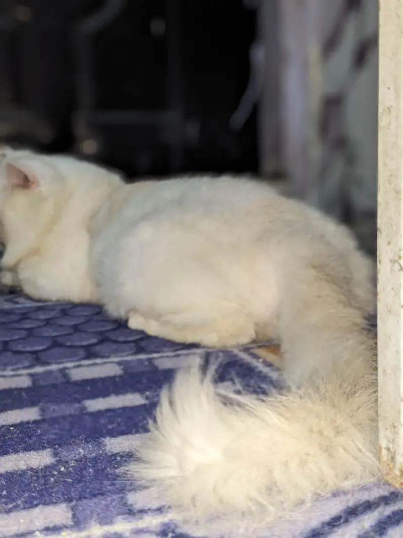 Male Cat — photo 4