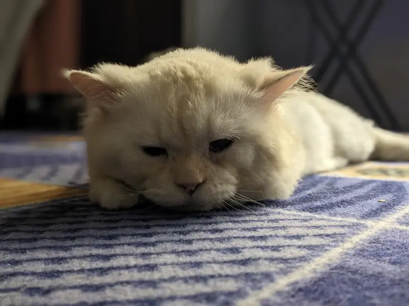 Male Cat — photo 5