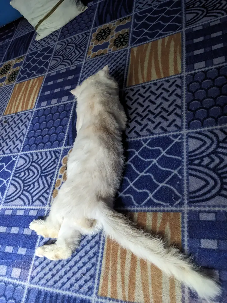 Male Cat — photo 6