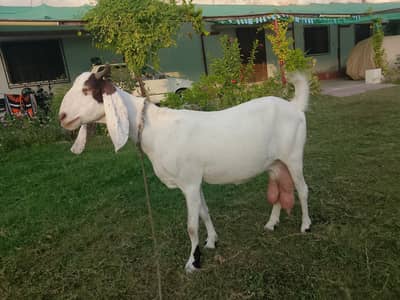 Goat with Two babies