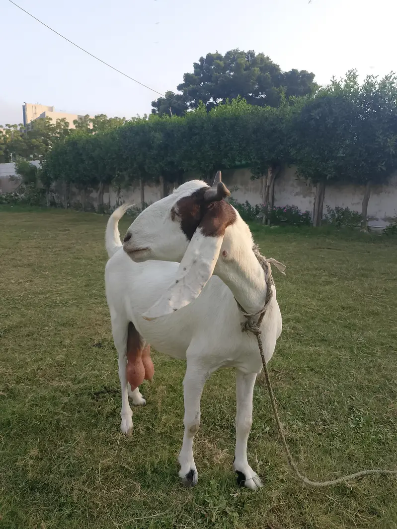 Goat with Two babies — photo 2