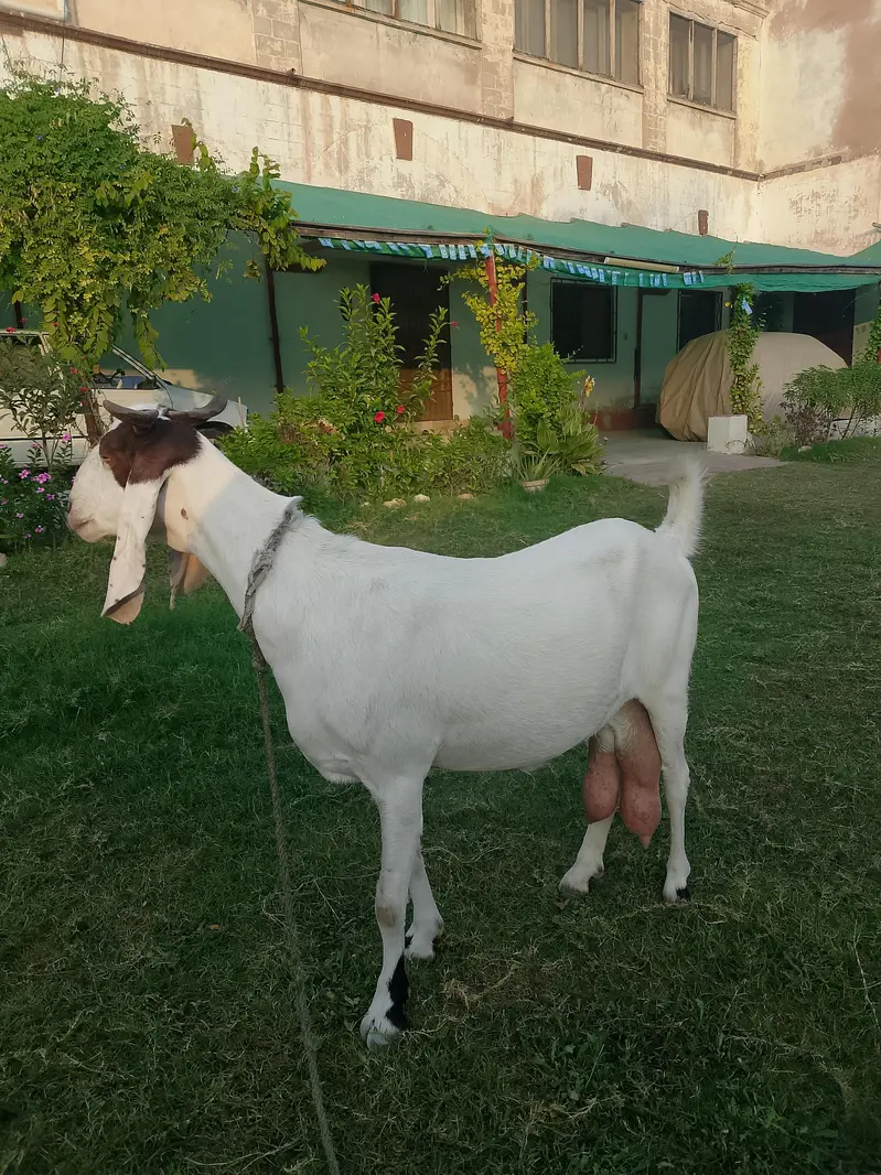 Goat with Two babies — photo 3