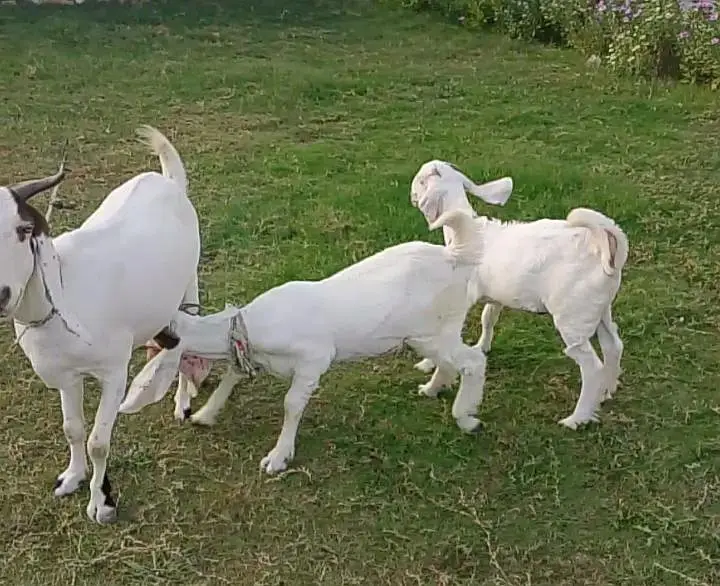 Goat with Two babies — photo 4