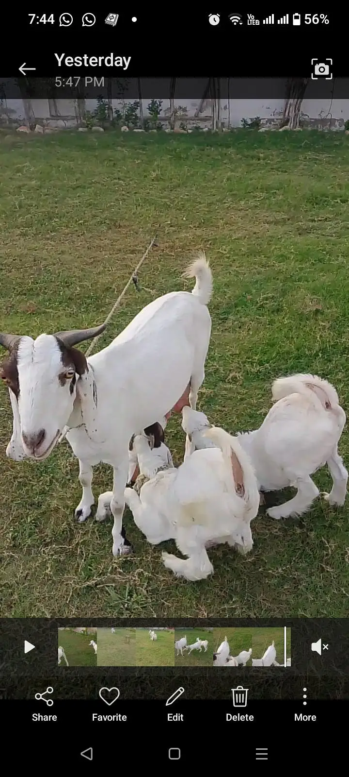 Goat with Two babies — photo 7