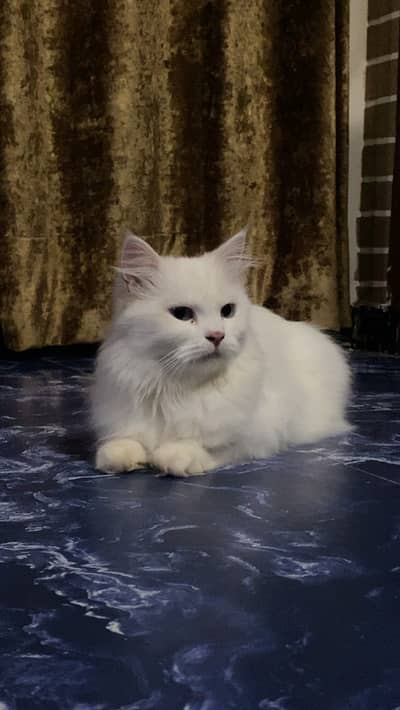 Persian blue eyes cat