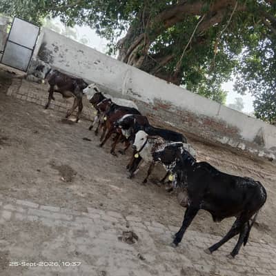 Cholistani Wachhi