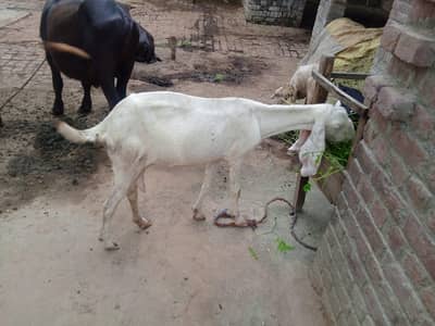 Pure Rajan poori bakri