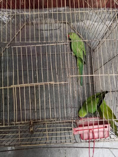 khatta green parrot offer