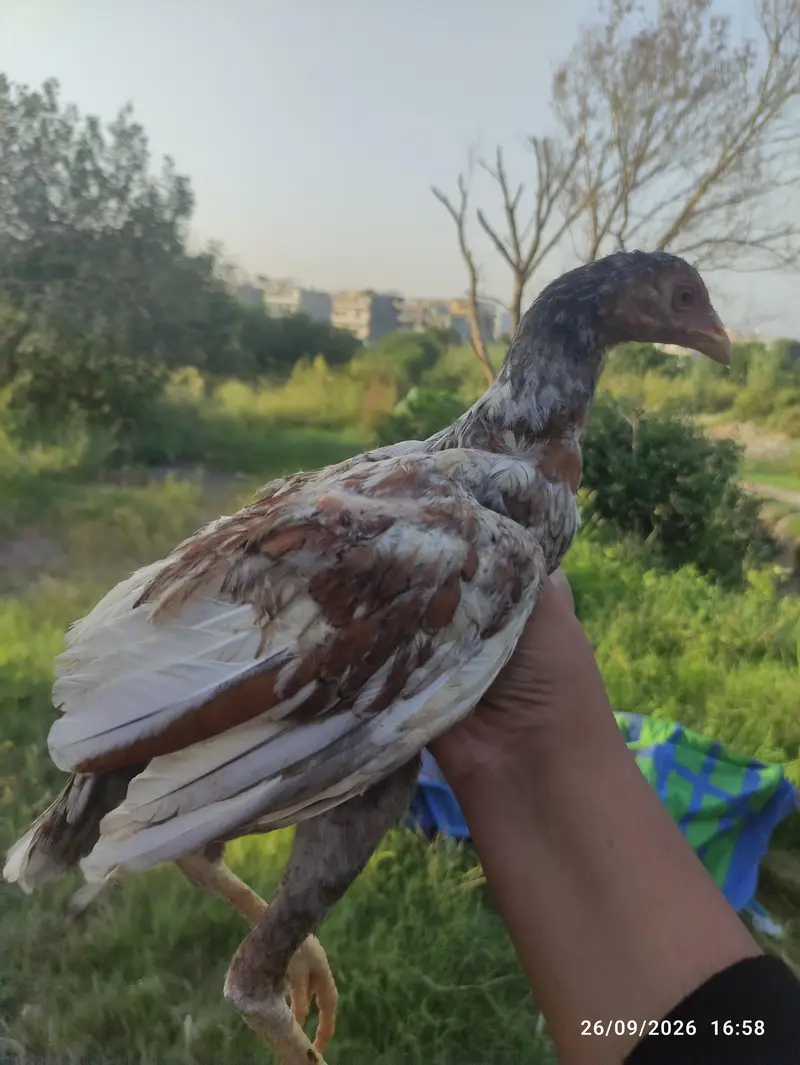 pure aseel pathi — photo 2