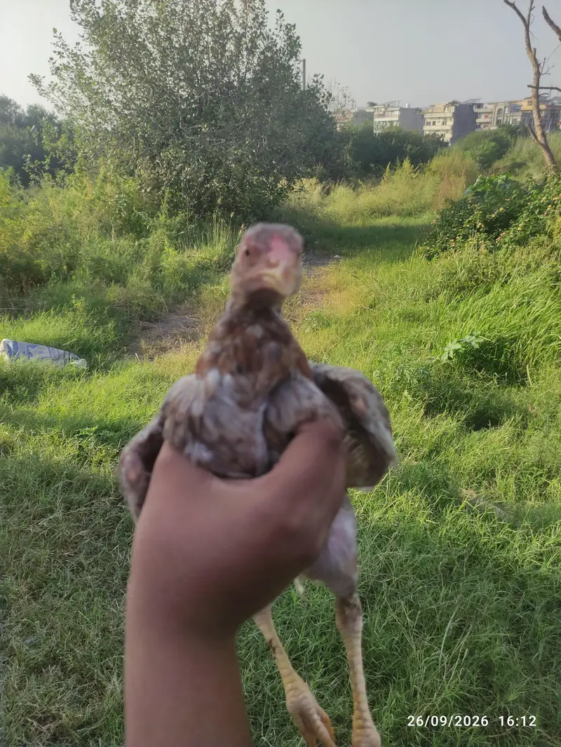 pure aseel pathi — photo 3