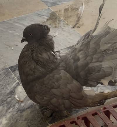 American fentail