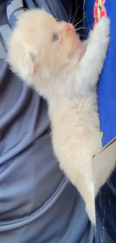 cat for sale